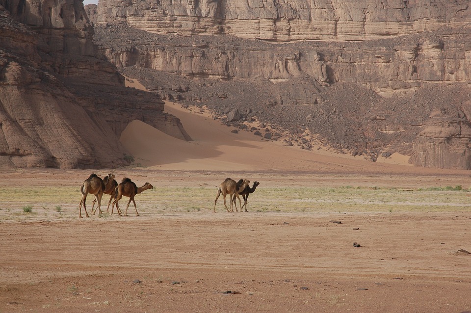 Deserto algerino con dromedari