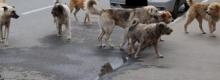 Cani randagi a Piazza Armerina
